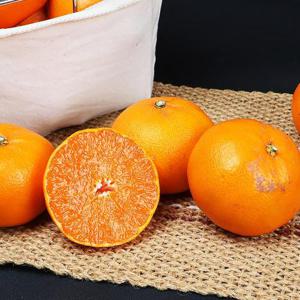 현가원 서귀포 못난이 천혜향 3kg (실속형 혼합과)