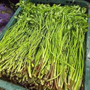 향긋한 청도 미나리 1kg 청도 한제미나리 생미나리 봄 미나리 생채 봄나물