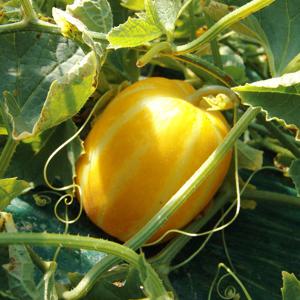 [새벽경매] 참외 가정용 랜덤과 3kg