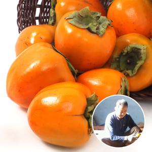 [산지장터]경남 창원 정명기님의 대봉감 10kg 27-37과내