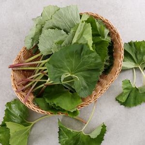 [다농이네]거창 머위나물 1kg