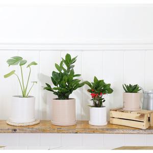 [그리니쉬] 공기정화 반려식물 4종