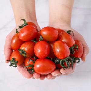 [맛군] 신선하고 달콤한 스테비아 방울토마토 2kg (500g x 4팩) 토망고 스윗마토