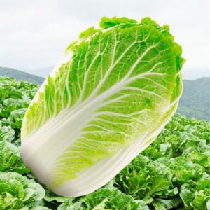 포미식탁 알배기 쌈배추 속노란 알 배추 4통 개당600g이상