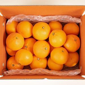 제주 하우스 천혜향 10kg 대과(23~32과) 최대17brix 고당도 신선한 천혜향