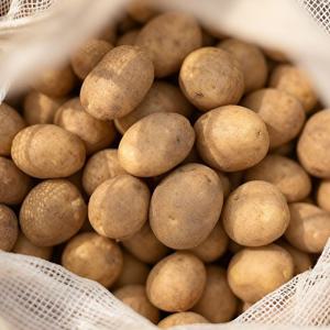 [팜보스]국내산 햇감자 감자 10kg내외(대사이즈)