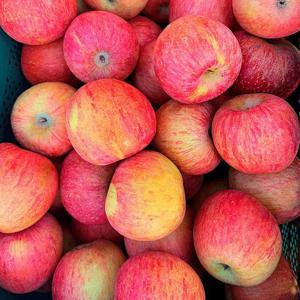 [자연의정] 경북 고당도 부사사과 가성비 흠집 소과 5kg 20-38과