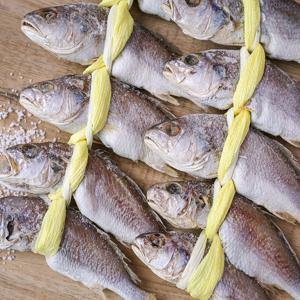 [맛군] 쫀득하고 담백한 손질 민태굴비 10마리 가정용(1마리당 150~170g)