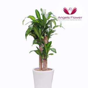 엔젤스플라워 행운목 중형 관엽식물 공기정화 전국 꽃배달서비스