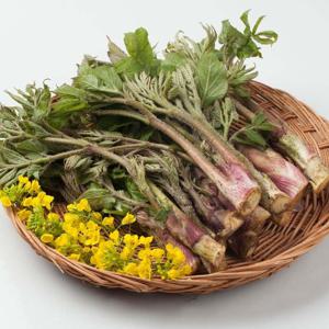 국내산 땅두릅 500g