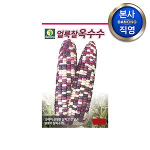 얼룩찰옥수수 씨앗 70립 . 맛좋은 찰진 얼룩이 찰 옥수수 종자 곡물 씨.