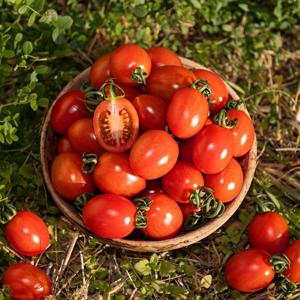 [대한민국농수산] 산지직송 대추 방울 토마토 / 소과 2kg