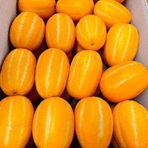 [자연의정] 성주 고당도 꿀 참외 정품 소과 2kg