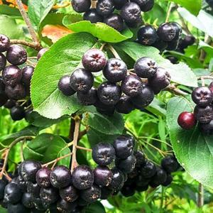 [푸드맛봄 아로니아] 고창 25년 냉동과 아로니아 특품 2.5kg 트레이 (줄기제거)