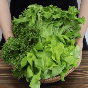 [맛딜 채소] GAP인증 당일수확 유러피안 샐러드 1kg  3-4종 유럽채소