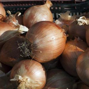 무안 고령 햇 양파 5kg 대 생양파 피양파 무안양파 조생양파 저장양파 만생