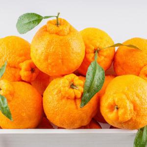 제주 3대농가 못난이 한라봉 혼합과 9kg(실중량)