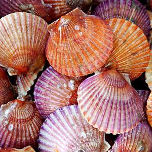 [맛군] 통영 이도경님의 싱싱한 제철 홍가리비 3kg(kg당 20-22미내외)