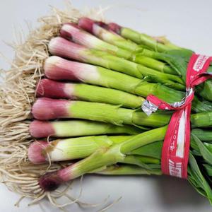 갤러리아_[오늘의채소] 신선한 제철 국내산 노지 풋마늘 1kg