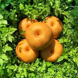 GAP인증 가정용 나주배 5kg 5-7과