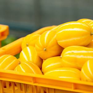 성주 벌꿀 (가정용) 못난이  참외 중과 / 2kg