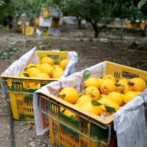 [산지직송] 제주 서귀포 고당도 한라봉(중과) 4.5kg