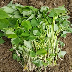 ［늘해랑］꿀고구마 모종 1단(1.2kg)