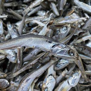 상급 주바멸치 500g 무료배송 국물멸치 조림멸치 멸치