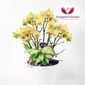 [엔젤스플라워] 노랑 호접란 특고급형 서양란 관엽식물 전국 꽃배달서비스