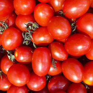 탱글탱글 대추 방울토마토 2kg (로얄과/1-3번과)