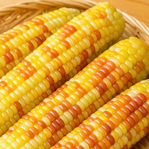 쪄서가는 쫀득 홍찰옥수수 (특대) / 20개