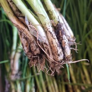 초록초록 팜 국내산 제철 당일 수확 흙 쪽파 1kg 파김치용