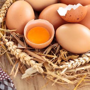 난각번호1번 유정란 40구 무항생제 자연방사 대란 계란 달걀