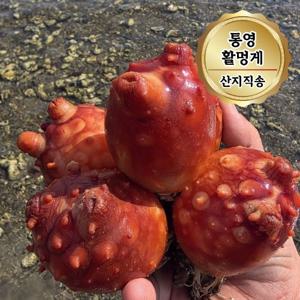 당일조업 통영 활멍게 특품 1kg (5~9미)