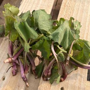 향긋한 국산 머위 나물 500g 생머위 잎 노지 머위 줄기 머위대 봄머위 머구