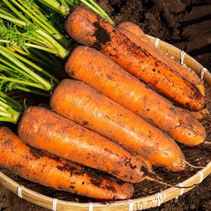 아삭 달콤한 제주 구좌 당근 9kg 왕(개당 350g이상)