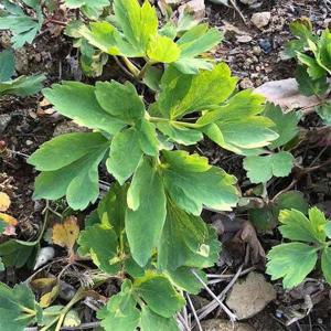 갤러리아_전남 여수 금오도 해풍 맞은 방풍나물 1kg  /제철나물