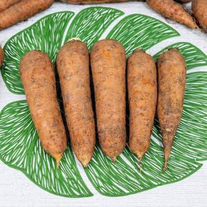 제주 구좌 무농약 흙당근 중상 3kg (20개 내외)