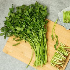 [노안농협] 세척 미나리 1kg