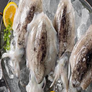 손질 갑오징어 1.4kg이상(10미 내외)