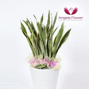 엔젤스플라워 산세베리아 중형 관엽식물 공기정화 전국 꽃배달서비스