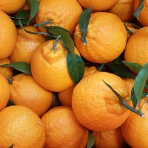 [제주산지직송] 한라봉 가정용 10kg 중과(38과 내외)