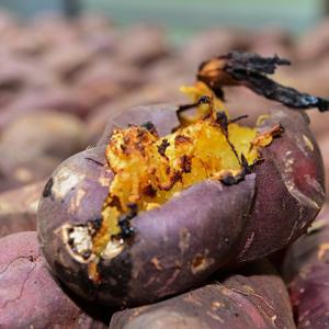 황토가마로 구워 더 맛있는 아이스 꿀 군고구마 10봉(130g x 10봉)