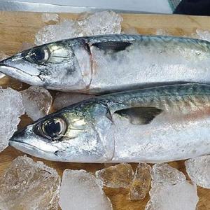 국내산 급냉 참고등어 4미