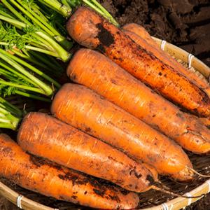 제주 구좌 햇당근 흙당근 5kg 중 주스용 쥬스용