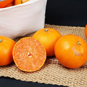 현가원 서귀포 못난이 천혜향 5kg (실속형 혼합과)