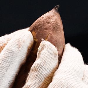 [대한민국농수산] 25년 햇고구마! 해남 꿀 고구마 대 5kg