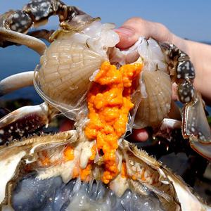 [대한민국농수산] 산지직송 서해안 봄제철 생물 암꽃게 1kg (3~5미내외)