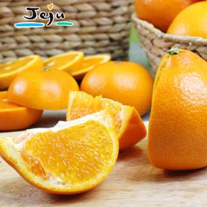 [특등급] 26년 수확 제주 산지직송 천혜향 4kg