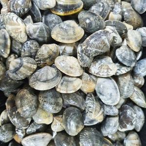 [푸드맛봄 바지락] 감칠맛 탱탱 바지락 5kg 껍질바지락